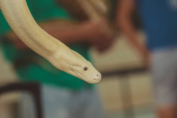 Jonge Witte Python Snake Kennel Asian National Zoo — Stockfoto