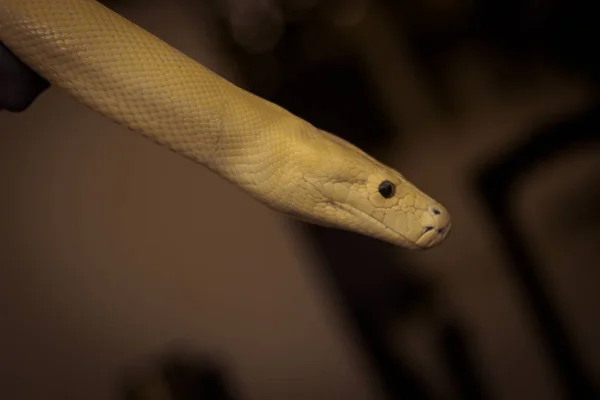 Jonge Witte Python Snake Kennel Asian National Zoo — Stockfoto