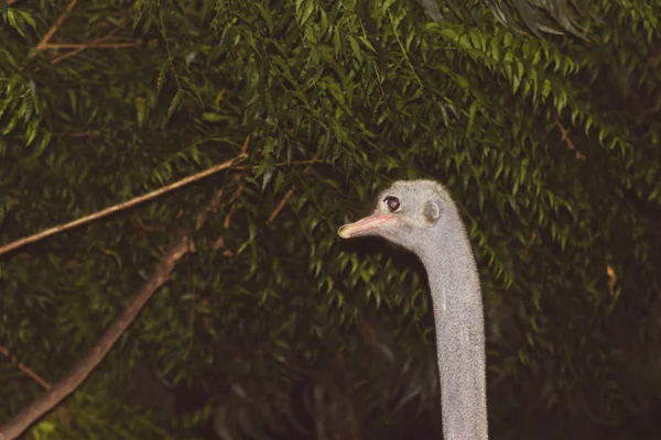 アジアの熱帯エキゾチック動物園の鳥小屋の小さなダチョウ — ストック写真