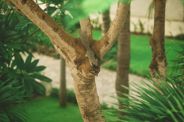 Une Petite Mangouste Sur Une Branche Arbre Dans Zoo Exotique — Photo