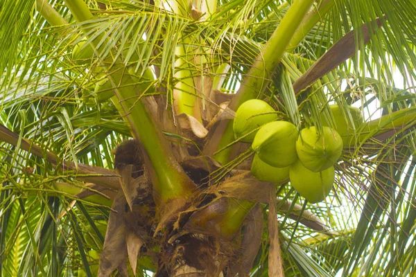 Evergreen Bujne Palmy Tropikalnym Brzegu Ciepłego Morza Oceanu Spokojnego — Zdjęcie stockowe
