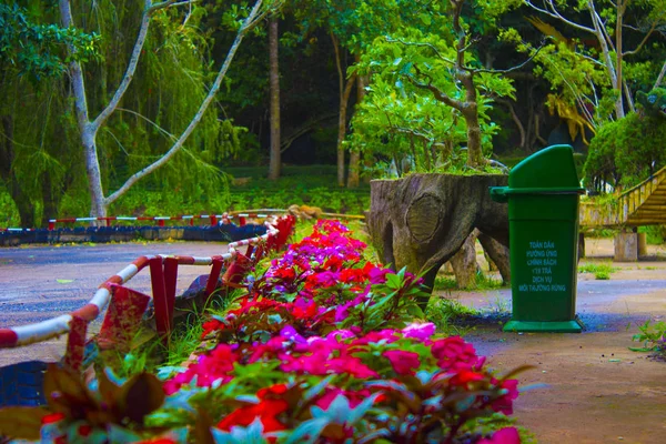 Röd Doftande Blommor Blomma Säng Asiatisk Natur Park Vietnam — Stockfoto
