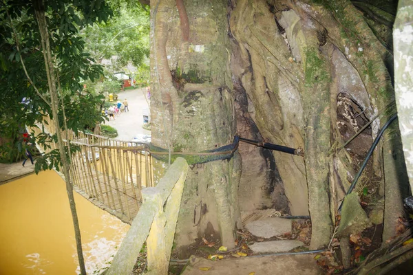 Pohon Baobab Besar Lemak — Stok Foto