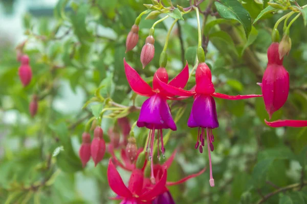 Purple Fragrant Flowers Flower Bed Asian Nature Park Vietnam — Stock Photo, Image