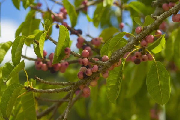 Baies Rouges Sur Une Branche Arbre Dans Verger Tropical Vert — Photo