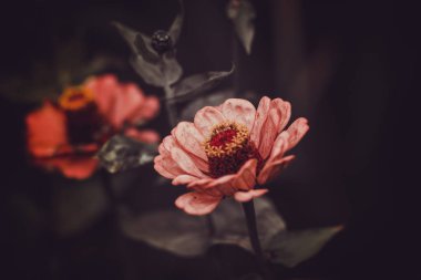 Bir yaz çiçeklenme bahçesinde bir çiçek tarhında Kırmızı Aster çiçekleri