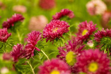 Bir yaz çiçeklenme bahçesinde bir çiçek tarhında Kırmızı Aster çiçekleri