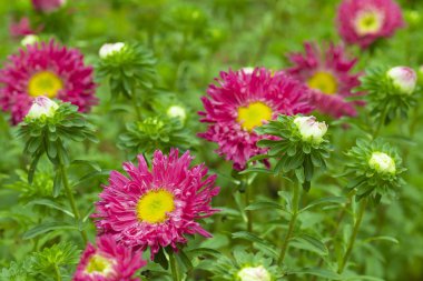 Bir yaz çiçeklenme bahçesinde bir çiçek tarhında Kırmızı Aster çiçekleri