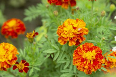 Bir yaz açan bahçede bir çiçek tarhında birçok kırmızı çiçekler