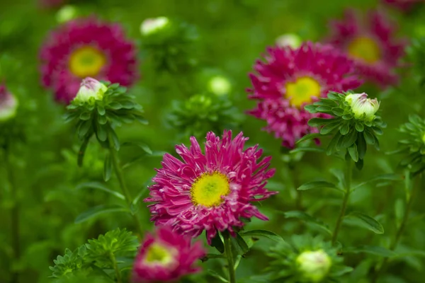 Flores Aster Rojo Parterre Jardín Floreciente Verano — Foto de Stock