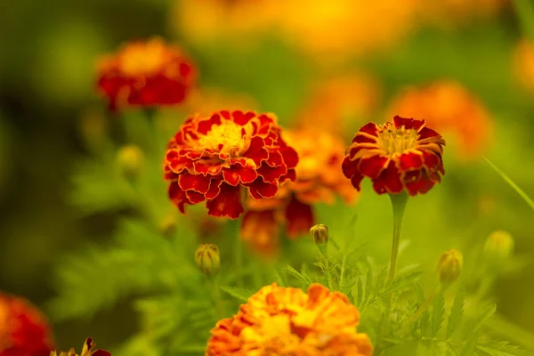 Много Красных Цветов Клумбе Летнем Цветущем Саду — стоковое фото