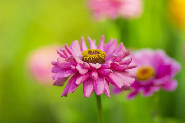 Red Aster Flowers Flowerbed Summer Blooming Garden — Stock Photo, Image