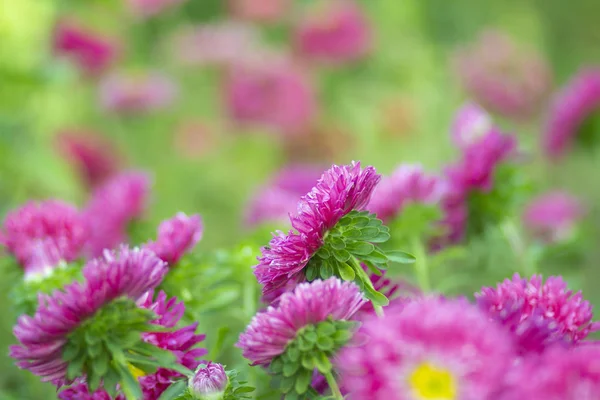 Flores Vermelhas Aster Canteiro Flores Jardim Florescendo Verão — Fotografia de Stock