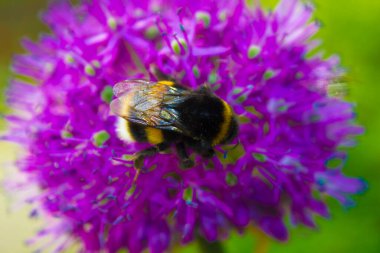 Güzel, çalışkan bir böcek bir çiçekten nektar toplayan bir arı.