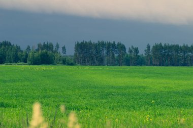 Yeşil taze tarla ve mavi ağır bulutlar