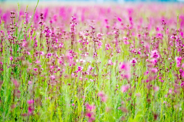 Fleurs Violettes Parfumées Ivan Thé Sur Pittoresque Champ Russe Été — Photo