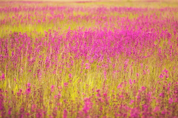 Fleurs Violettes Parfumées Ivan Thé Sur Pittoresque Champ Russe Été — Photo