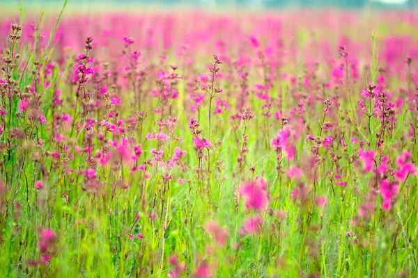 Fleurs Violettes Parfumées Ivan Thé Sur Pittoresque Champ Russe Été — Photo