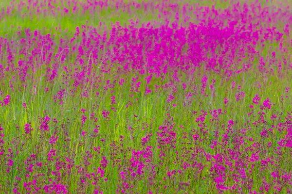 Fioletowe Pachnące Kwiaty Ivan Herbata Malowniczym Letnim Rosyjskim Polu — Zdjęcie stockowe