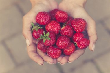 Genç bir çiftçinin ellerinde kırmızı, sulu çilek.