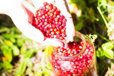 Genç bir kızın ellerinde taze kokulu kırmızı çilekler.