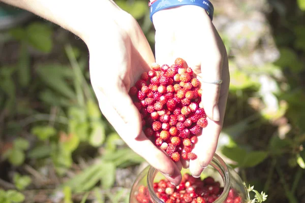 Fresas Rojas Frescas Fragantes Las Manos Una Niña — Foto de Stock