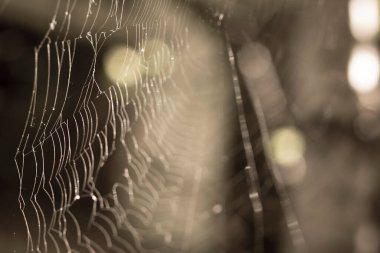 Yaz ormanlarında ağ ve örümcek avlıyoruz.