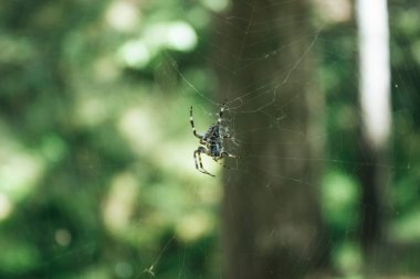 Yaz ormanlarında ağ ve örümcek avlıyoruz.