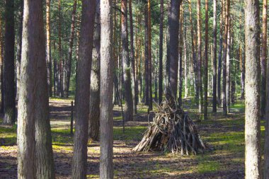 Peri ormanlarında uyumak için kuru çam dallarından yapılmış eski bir kulübe.