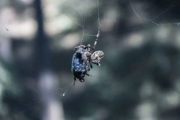 Fishing Net Web Spider Summer Forest — Stock Photo, Image