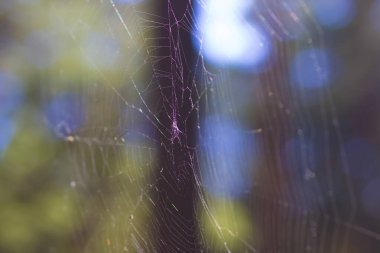 Yaz ormanlarında ağ ve örümcek avlıyoruz.