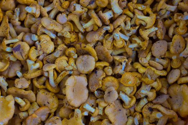 Yellow Ripe Healthy Fresh Delicious Chanterelle Mushrooms Forest — Stock Photo, Image