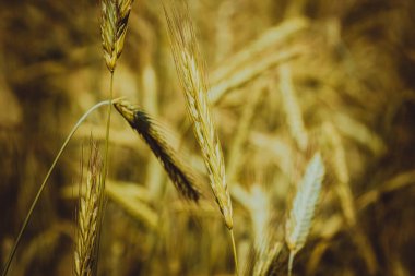 Toplu çiftlik yaz tarlasında çavdar ekmeği kulakları.