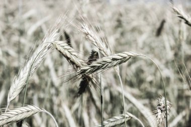 Toplu çiftlik yaz tarlasında çavdar ekmeği kulakları.