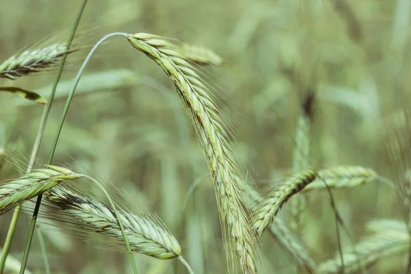 Grain crop rye ears on the collective farm summer field