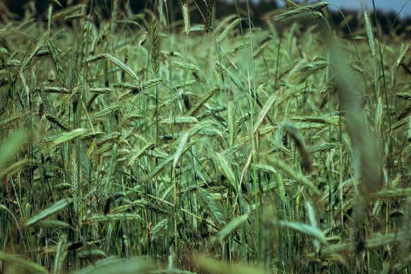 Grão Cultura Espigas Centeio Campo Verão Fazenda Coletiva — Fotografia de Stock