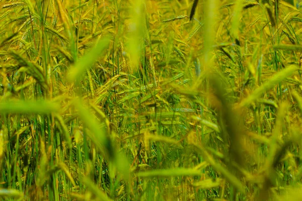 Grão Cultura Espigas Centeio Campo Verão Fazenda Coletiva — Fotografia de Stock