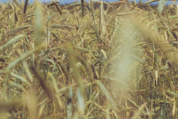 Getreideernte Roggen Ähren Auf Dem Sommerfeld Des Kolchos — Stockfoto