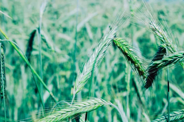 Getreideernte Roggen Ähren Auf Dem Sommerfeld Des Kolchos — Stockfoto
