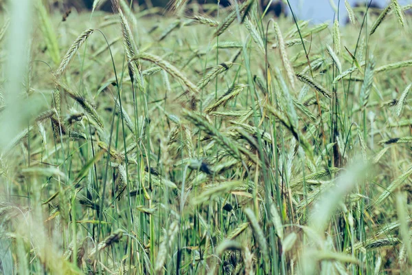 Grão Cultura Espigas Centeio Campo Verão Fazenda Coletiva — Fotografia de Stock