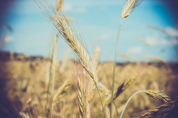 Getreideernte Roggen Ähren Auf Dem Sommerfeld Des Kolchos — Stockfoto