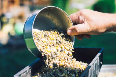 Çiftçinin çalışan elleri ve çeşitli ekinler, buğday, yulaf, mısır