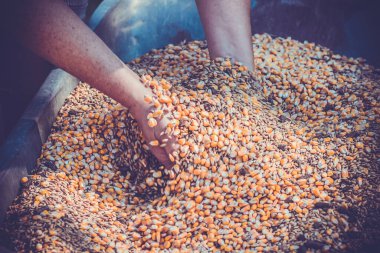 Çiftçinin çalışan elleri ve çeşitli ekinler, buğday, yulaf, mısır