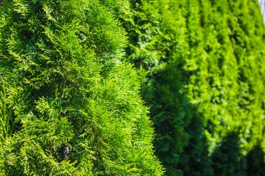 Büyük yeşil dekoratif Noel ağacı Doğa Parkında