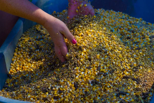 Working Hands Farmer Variety Crops Wheat Oats Corn — Stock Photo, Image