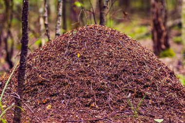 Büyük karınca yuvası yaz ormanlarında bir karınca ailesi için.