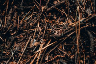 Büyük karınca yuvası yaz ormanlarında bir karınca ailesi için.