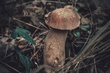 Ormandaki çimlerin üzerinde büyük beyaz bir mantar.