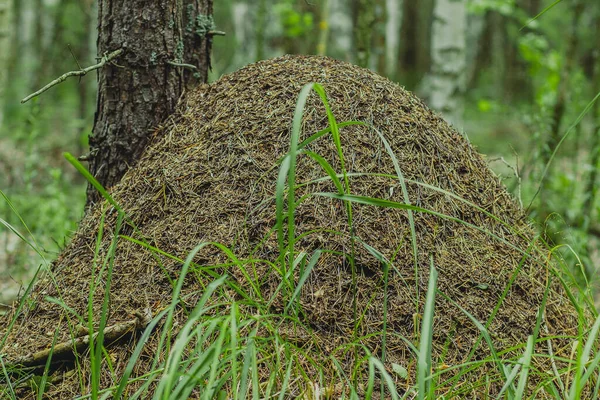 Großes Ameisenhügel Zuhause Für Eine Ameisenfamilie Sommerwald — Stockfoto