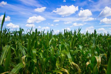 Genç yeşil mısır, Rusya 'da kolektif bir çiftlikte pitoresk yaz tarlasında